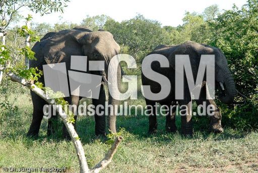 Afrikanischer Elefant (58 von 131).jpg